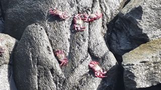 2024-01-Paseo_Costa_Canaria-San_Agustin-Ingles-092.jpg